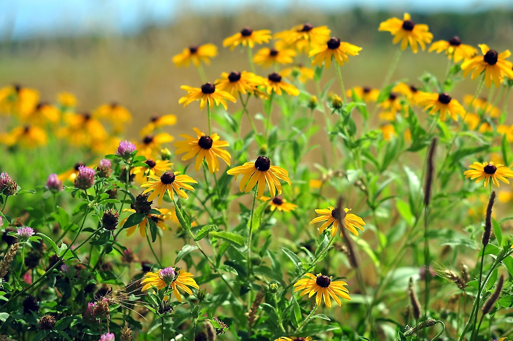 Wild Flowers